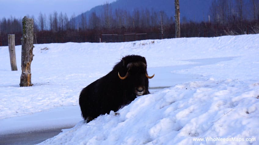 buffalo pictures in alaska