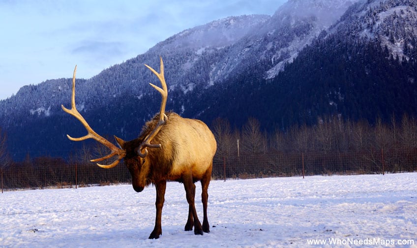 reindeer big pictures in alaska