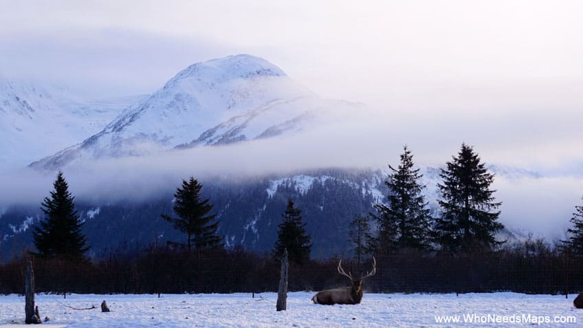 reindeer pictures of alaska