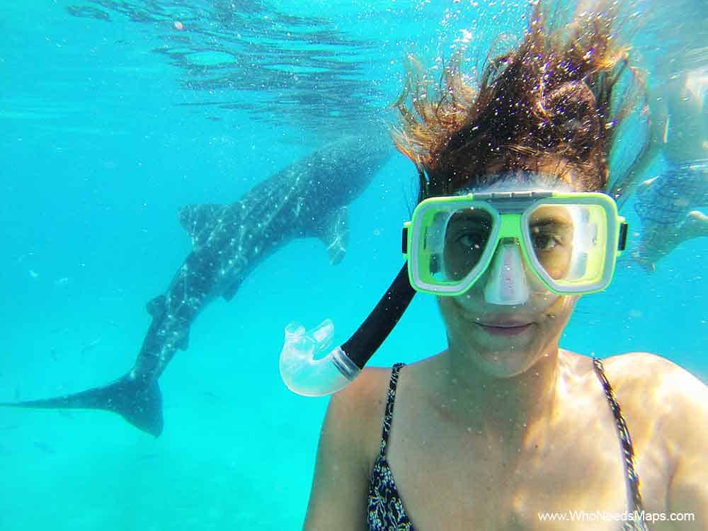 Things to do in the Philippines dive with whale sharks