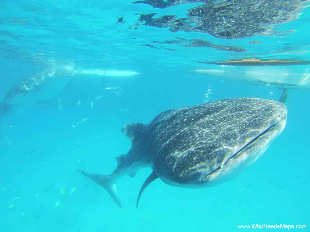 Whale-Sharks-in-Cebu-Philippines