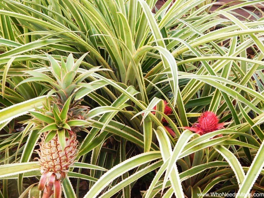 roberts hawaii tour pineapples